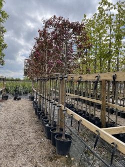 Crabapple Mokum Fresh Pleached Potted Pleached Trees Wide 1440-0in