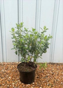 Escallonia White Potted Hedging 20-40cm 96-0in
