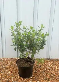 Escallonia White Potted Hedging 20-40cm 96-0in