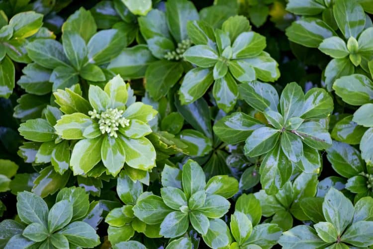 Pachysandra Terminalis Green Sheen Ground Cover - Hopes Grove Nurseries