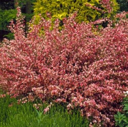 BUY GARDEN SHRUBS ONLINE FROM HOPES GROVE NURSERIES