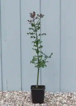 Holly Green Potted Hedging 20-40cm 96-0in