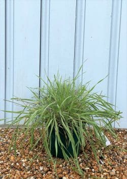 Hordeum Jubatum Potted Grasses 7793
