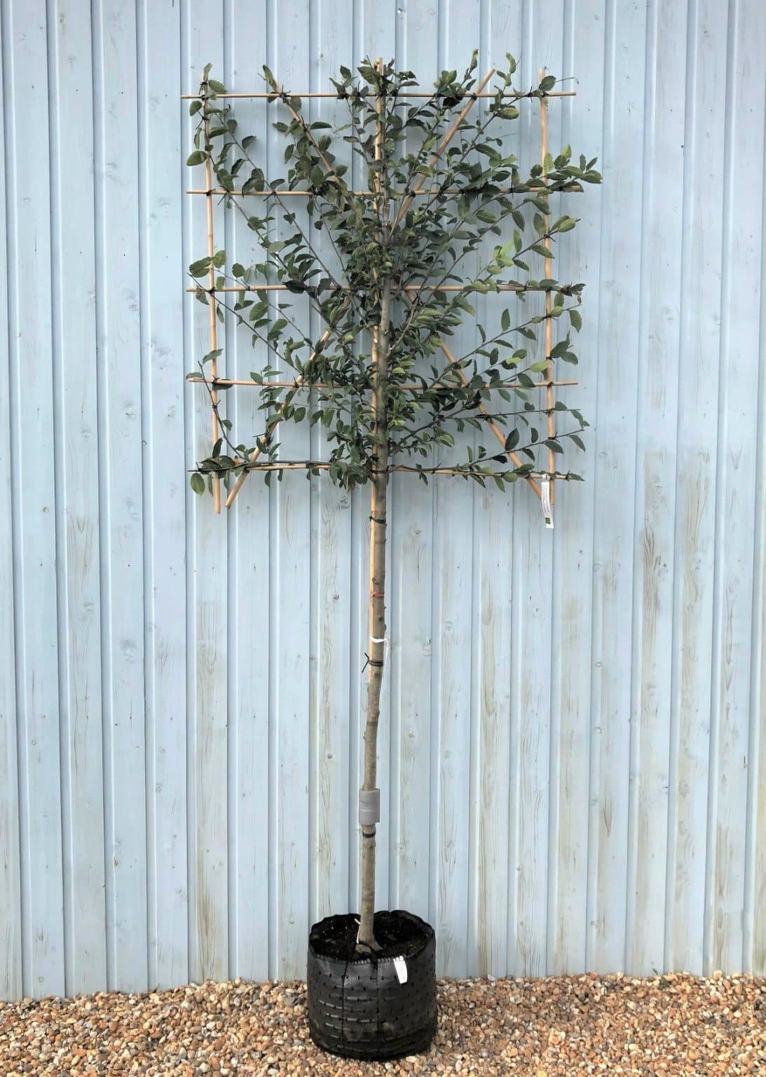 Pleached Hornbeam Trees for Sale Hopes Grove Nurseries