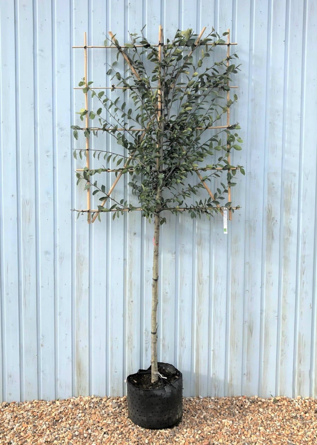 Pleached Hornbeam Trees for Sale Hopes Grove Nurseries