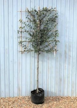 Hornbeam Fresh Pleached Potted Pleached Trees Wide 1440-0in