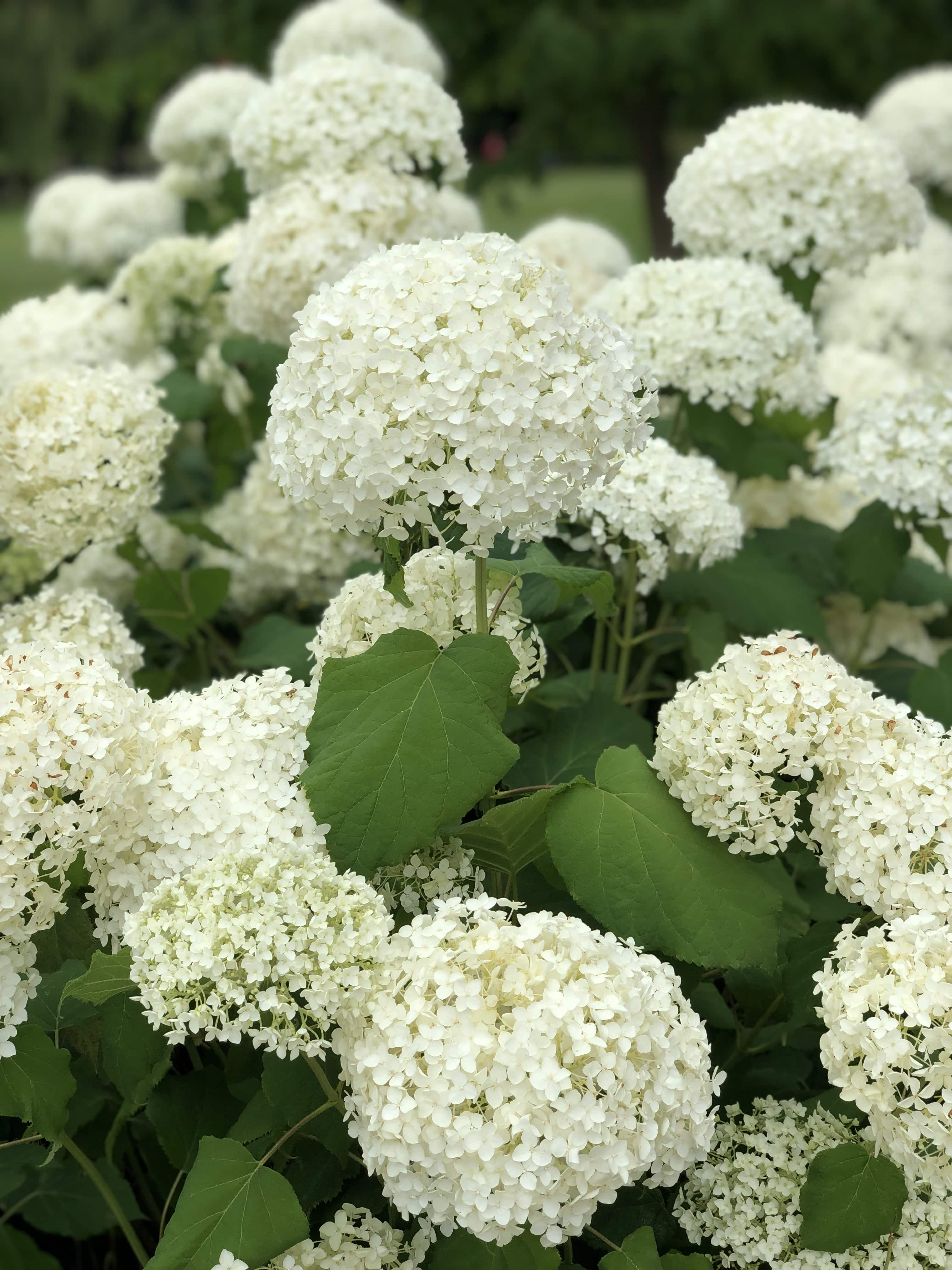 Image of Hydrangea arborescens for sale