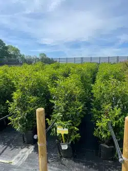 Laurel Portugal Instant Hedging 100-125cm 42-48in