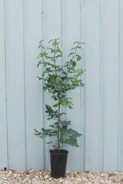Maple Field Potted Hedging 60-90cm 24-36in