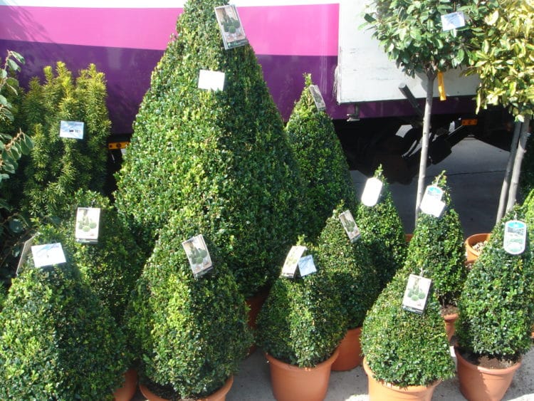 BOX PYRAMIDS AS SUPPLIED BUXUS SEMPERVIRENS EGYPTIAN PYRAMID TOPIARY