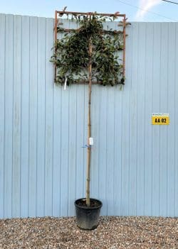 Photinia Red Robin Fresh Pleached Potted Pleached Trees Wide 1440-0in