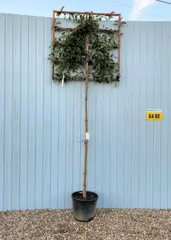 Photinia Red Robin Fresh Pleached Potted Pleached Trees Wide 1440-0in