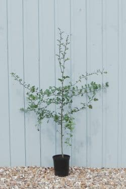 Quickthorn (hawthorn) Potted Hedging 60-90cm 24-36in