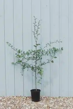 Quickthorn (hawthorn) Potted Hedging 60-90cm 24-36in