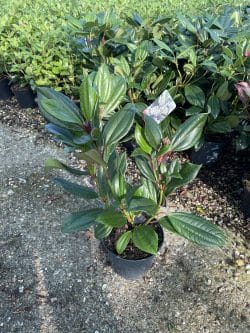 Viburnum Davidii Potted Ground Cover 7825