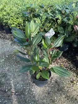 Viburnum Davidii Potted Ground Cover 7825