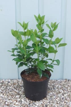 Viburnum Tinus Eve Price Potted Hedging 20-40cm 96-0in