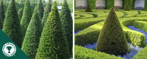 BUY CONE SHAPE YEW TOPIARY ONLINE FROM HOPES GROVE NURSERIES TAXUS BACCATA TOPIARY CONE