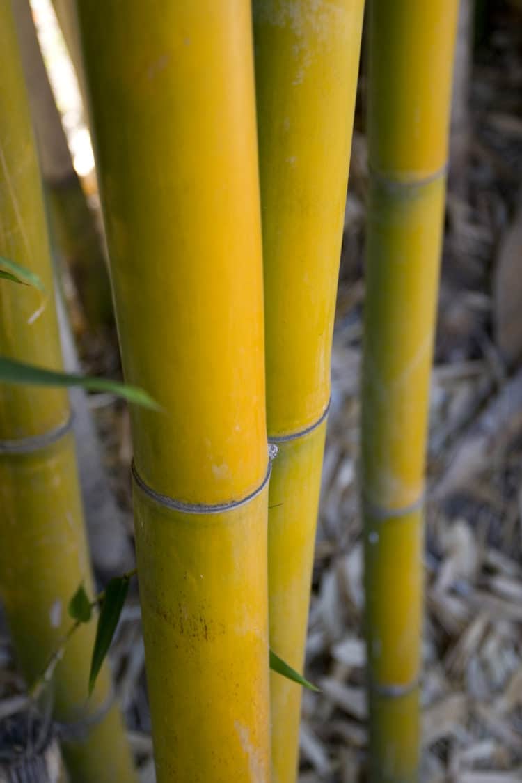 YELLOW COLOURED STEM DETAIL OF GOLDEN BAMBOO HEDGE PLANT PHYLLOSTACHYS AUREA