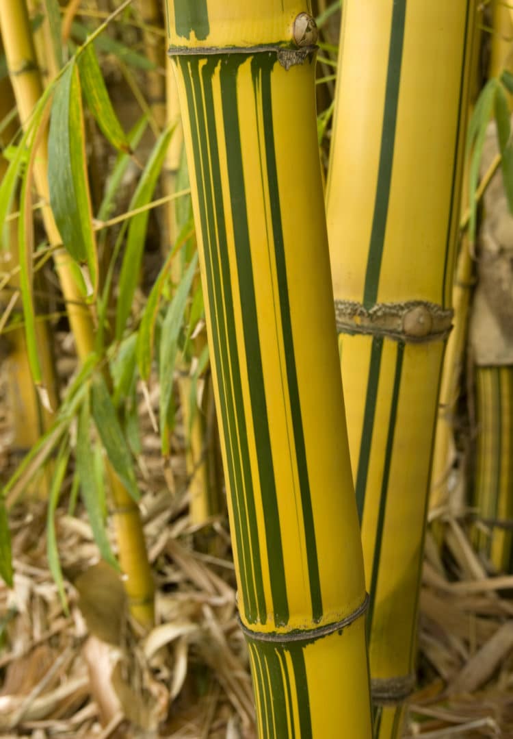 STRIPED STEMS OF SHOWY YELLOW GROOVE BAMBOO PHYLLOSTACHYS AUREOSULCATA F SPECTABILIS
