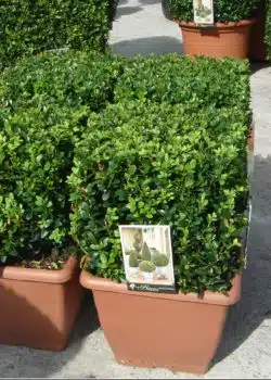Box Common Box Cube Shape Potted Topiary 30-35cm 144-0in