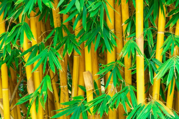 YELLOW STEMS AND GREEN LEAVES OF GOLDEN BAMBOO HEDGE PHYLLOSTACHYS AUREA