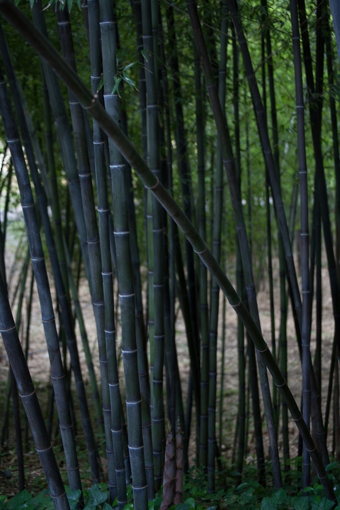 YOUNG STEMS OF PHYLLOSTACHYS NIGRA BLACK BAMBOO HEDGE