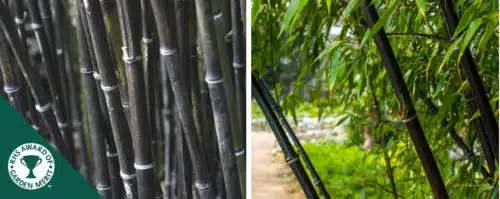 BUY BLACK BAMBOO PLANTS ONLOINE FROM HOPES GROVE NURSERIES PHYLLOSTACHYS NIGRA HEDGING PLANTS
