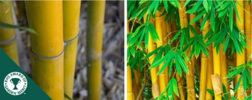 BUY GOLDEN BAMBOO PLANTS AND HEDGES ONLINE FROM HOPES GROVE NURSERIES PHYLLOSTACHYS AUREA