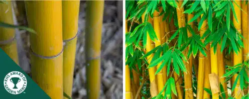BUY GOLDEN BAMBOO PLANTS AND HEDGES ONLINE FROM HOPES GROVE NURSERIES PHYLLOSTACHYS AUREA