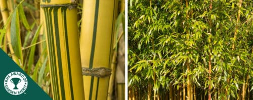 BUY SHOWY YELLOW GROOVE BAMBOO PLANTS AND HEDGES ONLINE FROM HOPES GROVE NURSERIES PHYLLOSTACHYS AUREOSULCATA F. SPECTABILIS