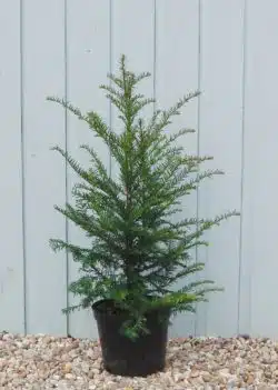 Yew English Potted Hedging 80-100cm 30-42in