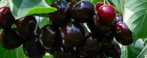 BUY KORDIA CHERRY TREES ONLINE FROM HOPES GROVE NURSERIES