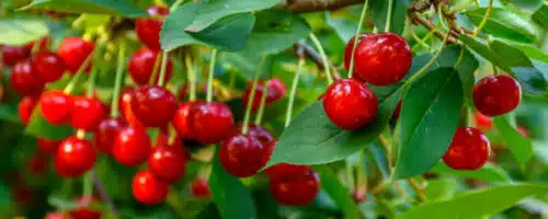 BUY MORELLO CHERRY TREES ONLINE FROM HOPES GROVE NURSERIES