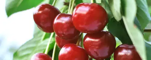 BUY SYLVIA CHERRY TREES ONLINE FROM HOPES GROVE NURSERIES