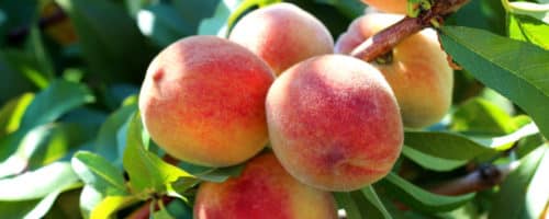 BUY PEACH FRUIT TREES ONLINE FROM HOPES GROVE NURSERIES
