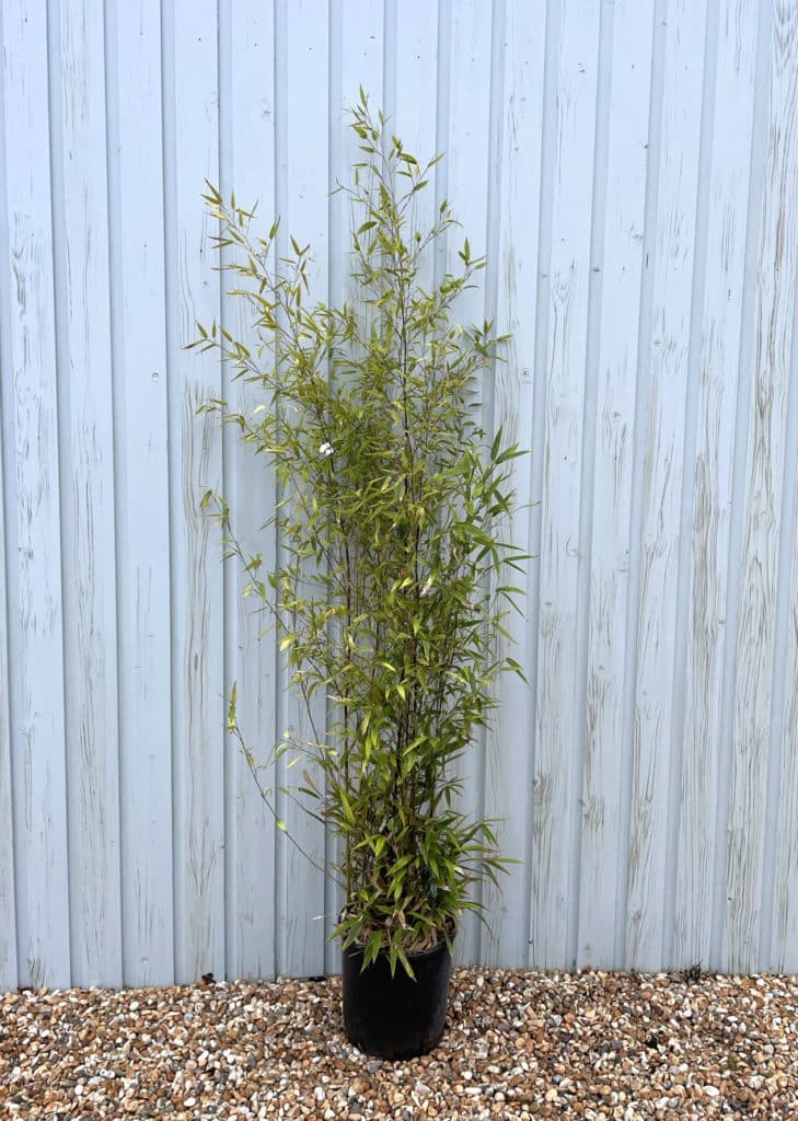 Bamboo Black Hedging Hopes Grove Nurseries