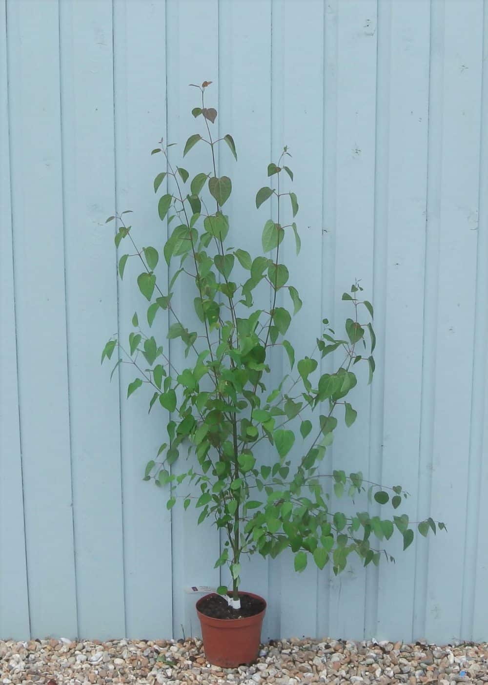 Buy Candy Floss Tree Online Cercidiphyllum Japonicum Hopes Grove