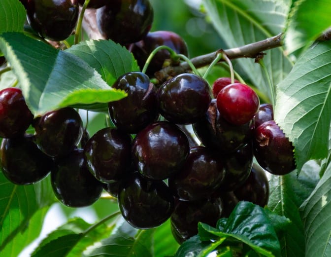 RIPE CHERRY FRUITS GROWING ON KORDIA CHERRY TREE