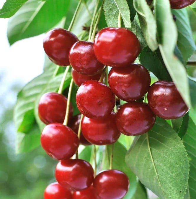 RIPE RED CHERRY FRUITS GROWING ON A SYLVIA CHERRY TREE