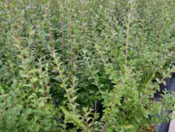 Cotoneaster Simonsii Potted Hedging 40-60cm 18-24in