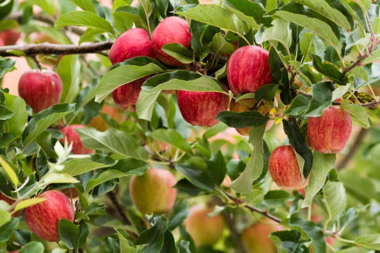 GALA APPLES GROWING ON THE GALA APPLE FRUIT TREE PRIOR TO HARVEST