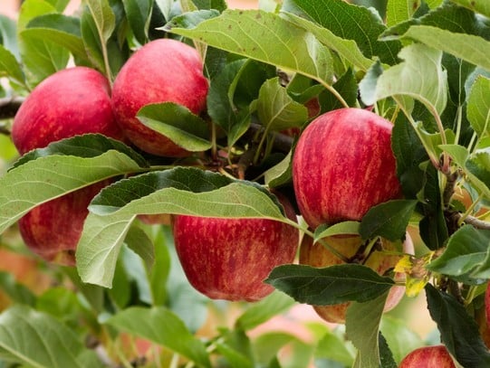 GALA APPLES RIPE AND READY TO PICK GROWING ON THE GALA APPLE TREE