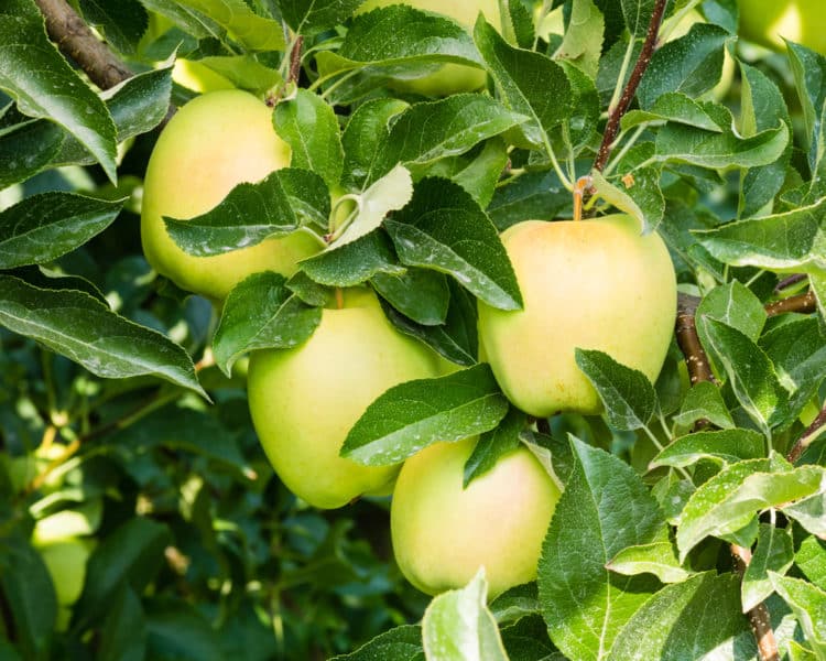 RIPE GOLDEN DELICIOUS APPLES GROWING ON THE GOLDEN DELICIOUS APPLE TREE PRIOR TO HARVEST