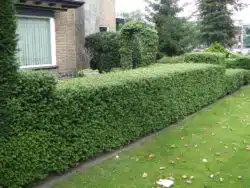 Holly Japanese Green Hedge Potted Hedging 40-60cm 192-0in