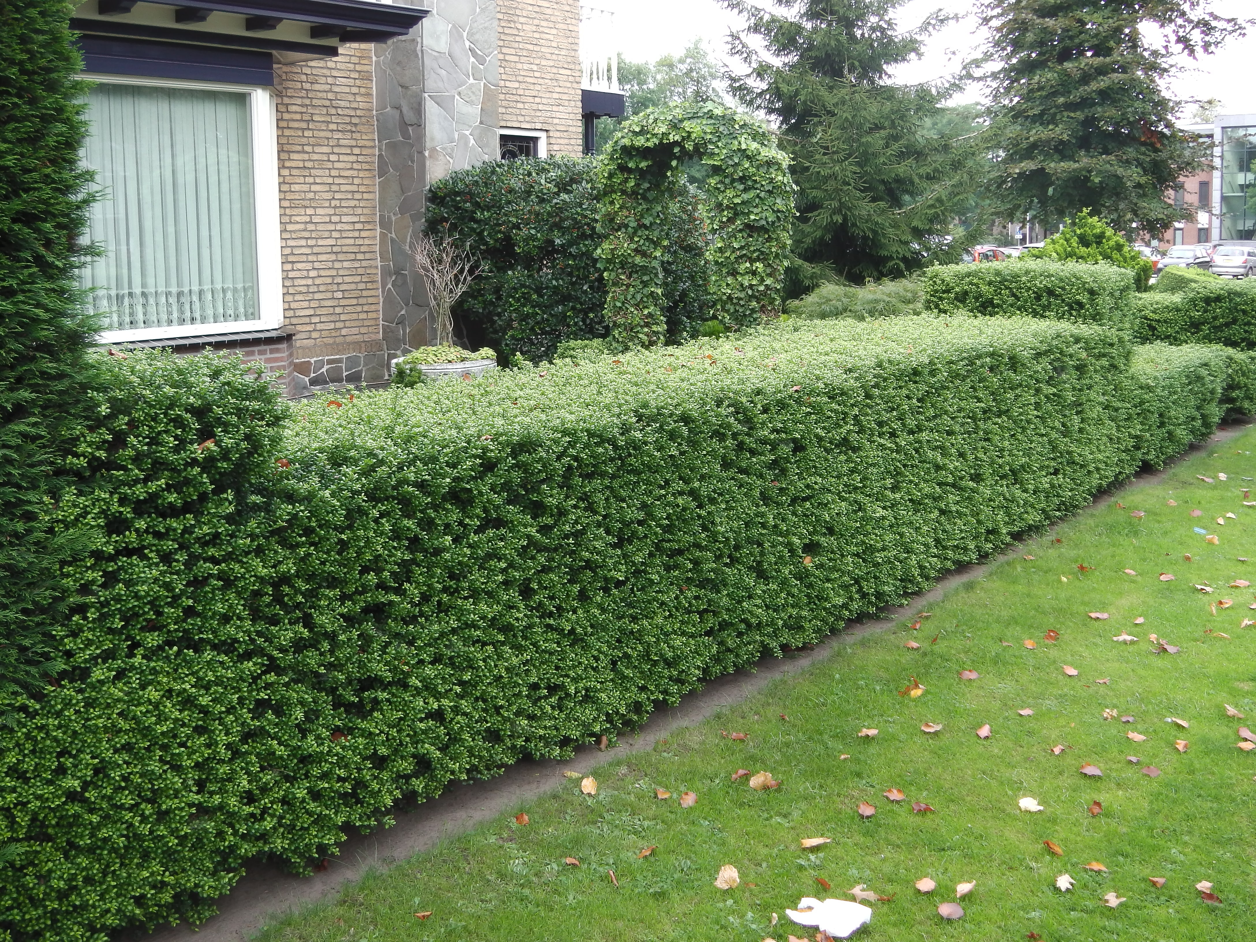 Buy Ilex Crenata Hedging Ilex Crenata Dark Green Hedge Plants