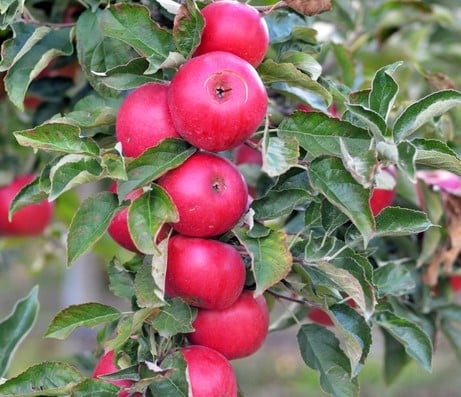 RIPE AND RED IDARED APPLES GROWING ON THE IDARED APPLE TREE PRIOR TO HARVEST