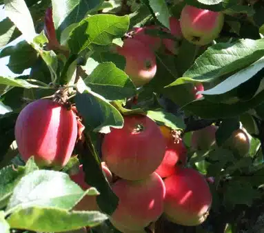 RIPE FRUITS ON JAMES GRIEVE APPLE TREE