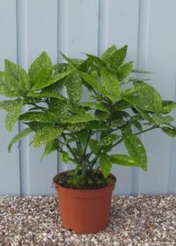 Laurel Spotted Potted Hedging 25-40cm 120-0in