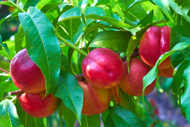 NECTARINE FRUITS GROWING ON THE NECTARINE FRUIT TREE READY FOR HARVEST